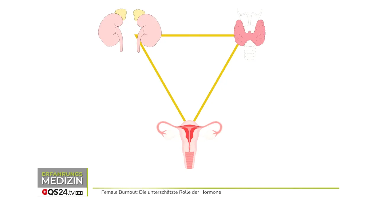 Hormondreieck: Schilddrüse, Nebennieren, Ovarien