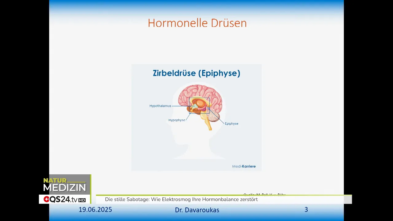 Anatomisches Bild: Hypothalamus, Hypophyse, Epiphyse – Steuerzentren der Hormone