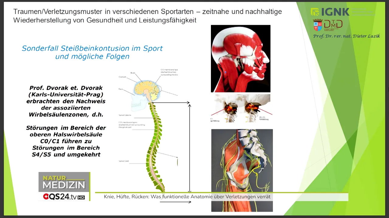 Wirbelsäule mit Vektor zwischen Schädel und Steißbein