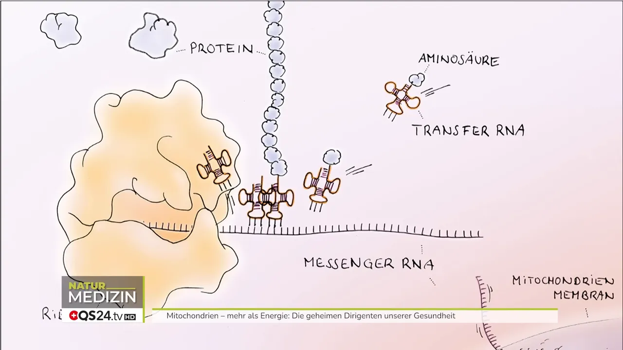 Grafik zu Proteinaufbau in Mitochondrien-Nähe: Messenger-RNA und Transfer-RNA mit Aminosäuren