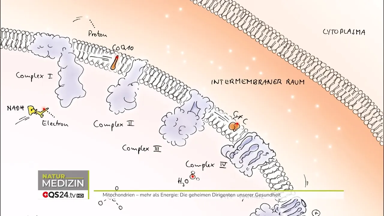 Grafik zur Atmungskette in der inneren Mitochondrienmembran mit Protonengradienten und Elektronenfluss