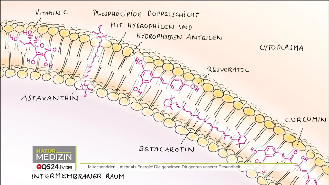 Schematische Darstellung einer Mitochondrien-Intermembran mit Phospholipid-Doppelschicht und Wirkstoffen