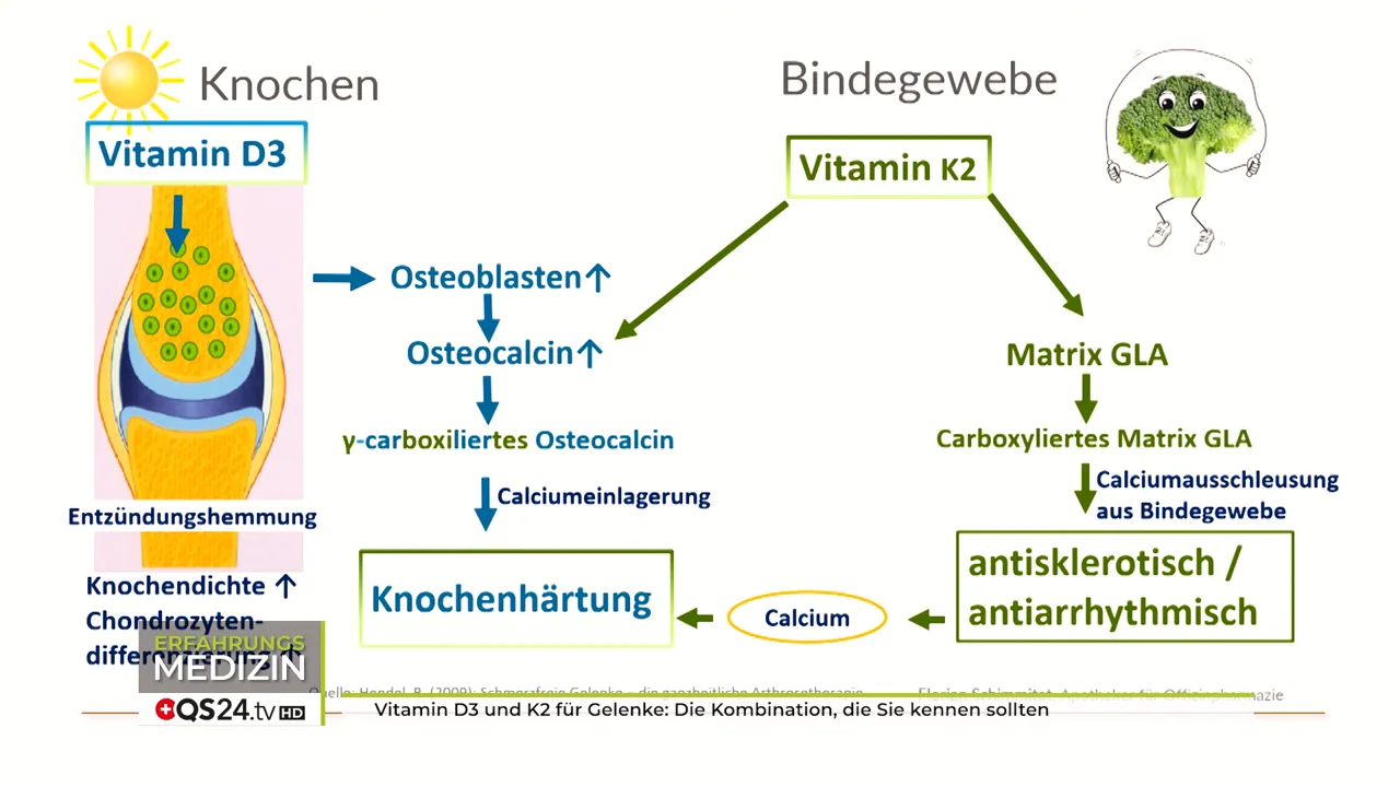 Erklärung des Vitamin-D-Stoffwechsels und Rolle von Osteokalzin
