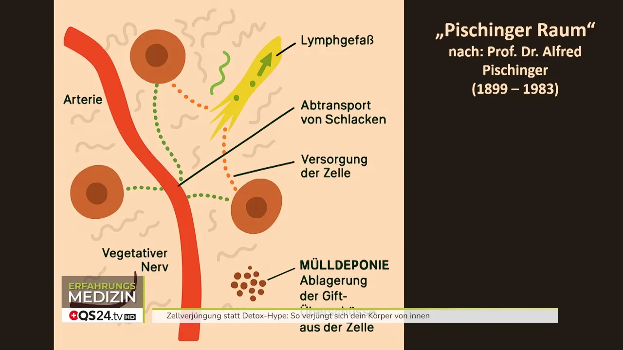 Pischinger Raum - schematische Darstellung des Zwischenzellgewebes