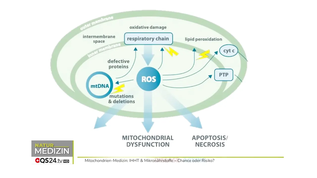 Diagramm zeigt ROS, mtDNA und Pfeile zu mitochondrialer Dysfunktion und Apoptose