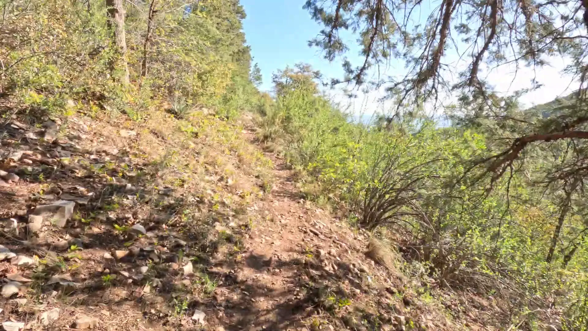 Sunrise on the trail with Ana pacing
