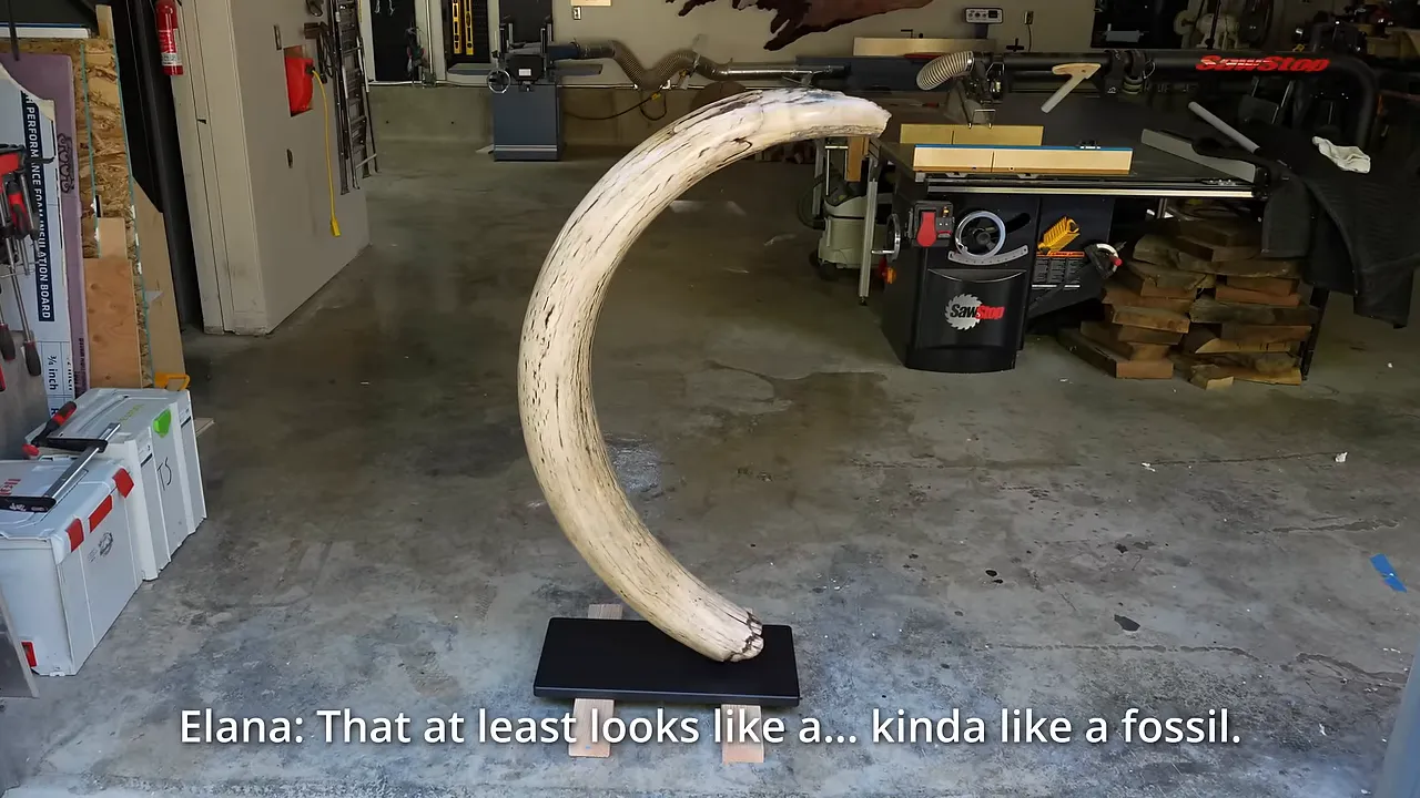 The restored curved mammoth tusk standing upright on a small black steel base
