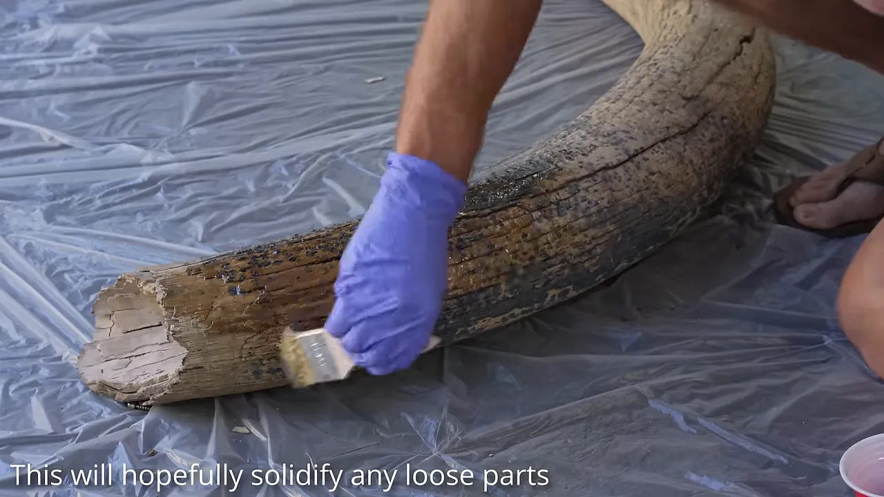 A purple-gloved hand brushing resin onto the rough surface of the tusk