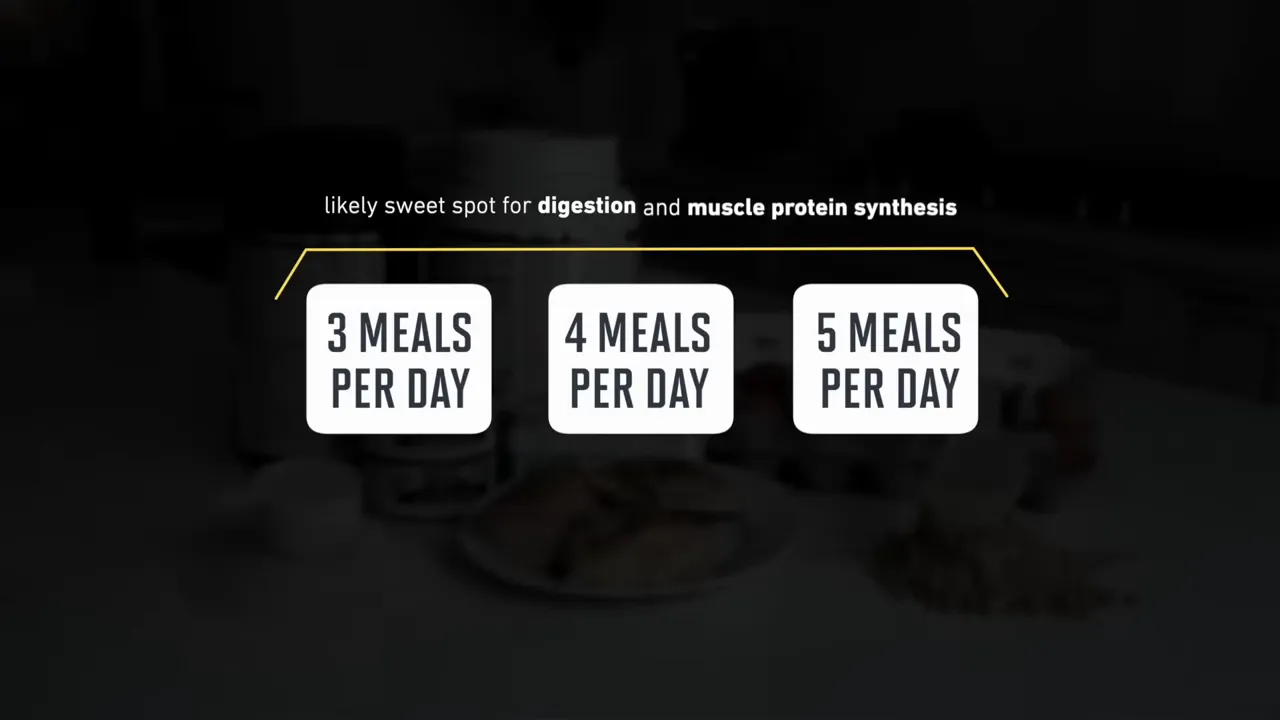 Three, four, and five meals per day grouped under a digestion and muscle protein synthesis label
