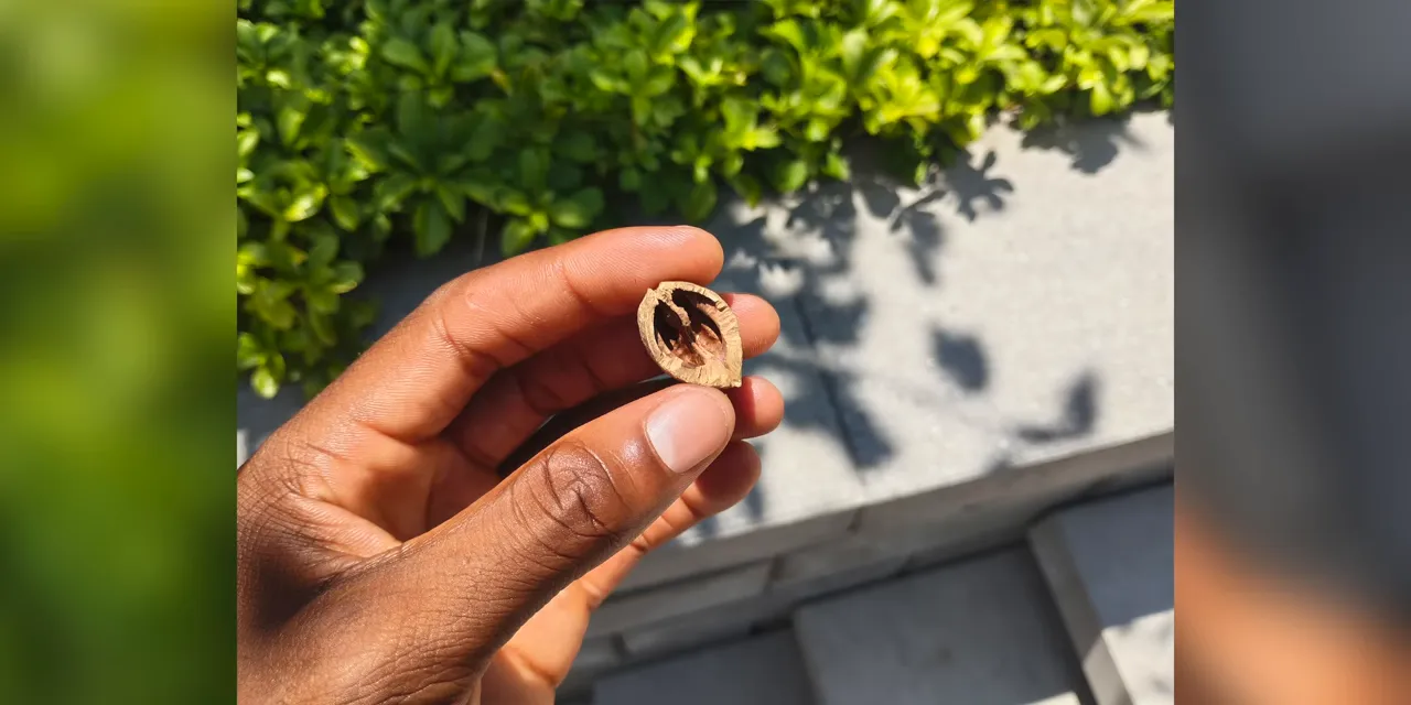 Daylight photo of a hand holding a ring beside green foliage and paving