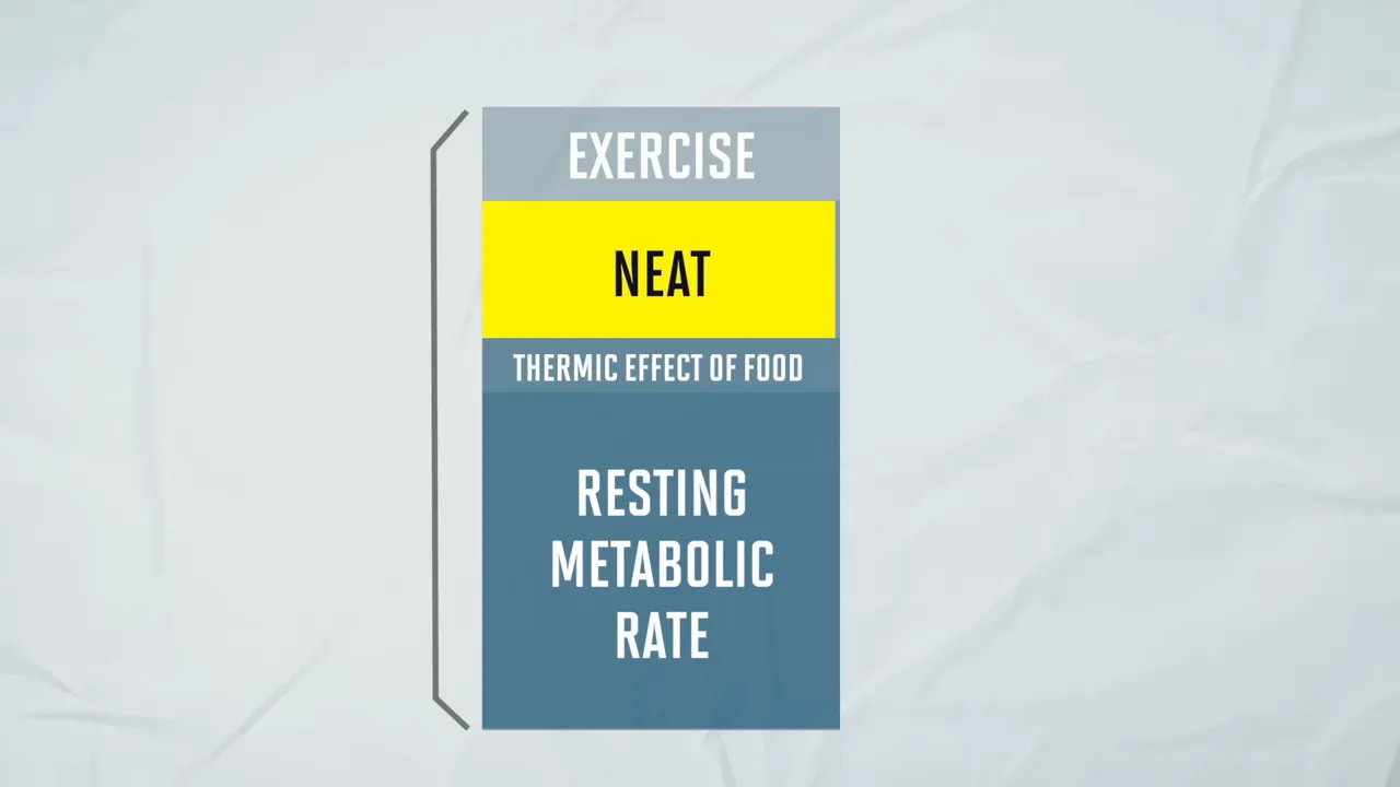 Diagram of energy expenditure components with NEAT highlighted above thermic effect of food and resting metabolic rate