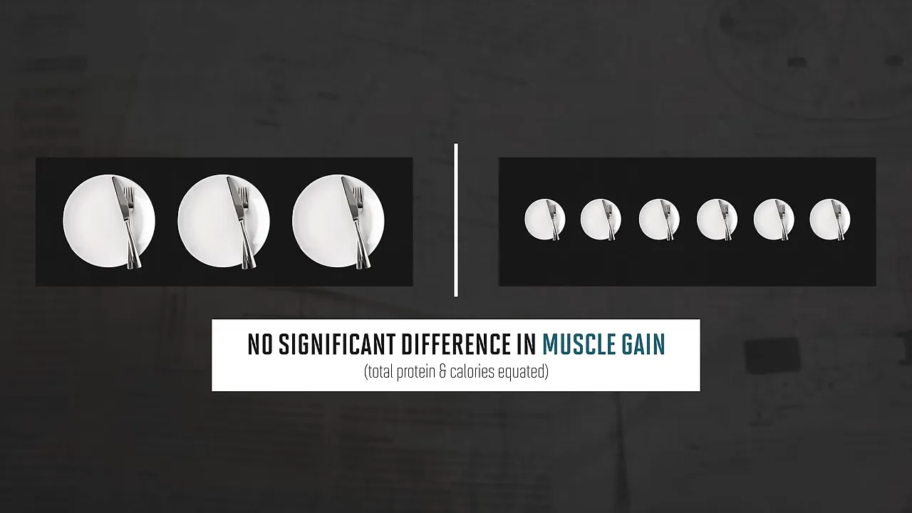Diagram comparing three large meal icons with six smaller meal icons and text stating no significant difference in muscle gain