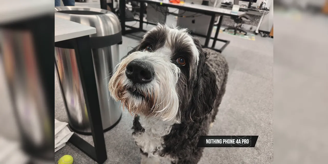 Nothing Phone 4A Pro sample photograph of a black-and-white dog inside an office