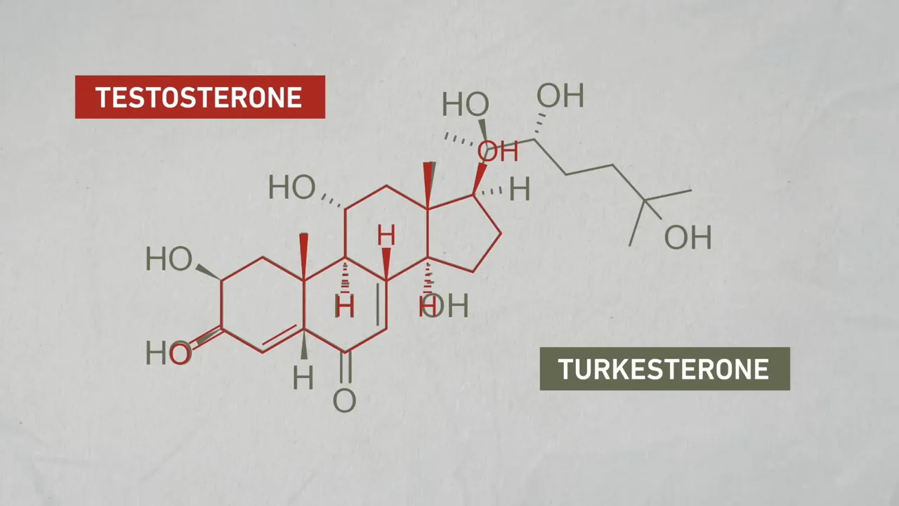 Overlaid chemical structures labeled testosterone and turkesterone