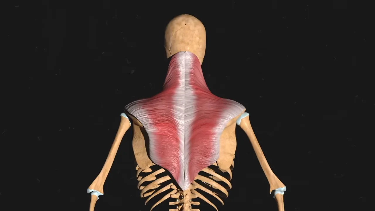 Rear anatomical model highlighting the trapezius from the neck to the middle back