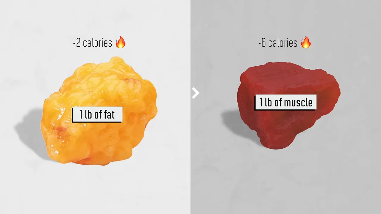 Illustration comparing one pound of fat at 2 calories with one pound of muscle at 6 calories