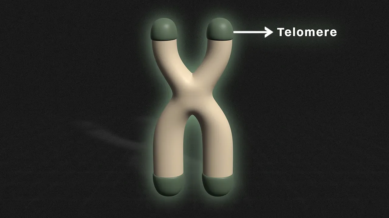 Illustration of a chromosome with an arrow labeling a protective end cap as a telomere