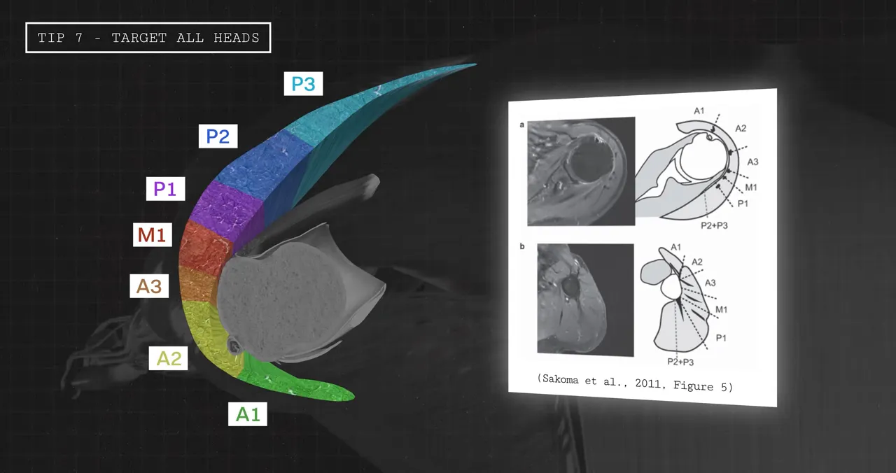 Deltoid diagram labeling A1, A2, A3, M1, P1, P2, and P3 beside anatomical illustrations