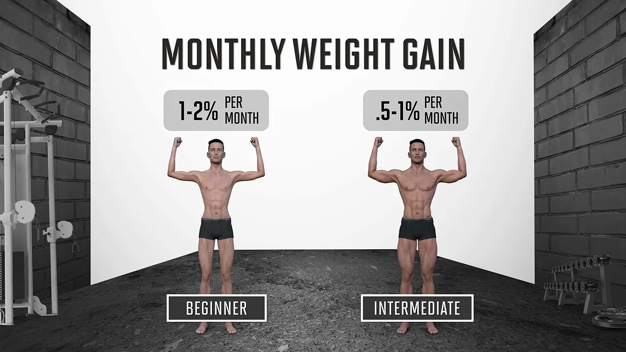 Monthly weight gain graphic showing 1 to 2 percent for beginners and 0.5 to 1 percent for intermediate lifters