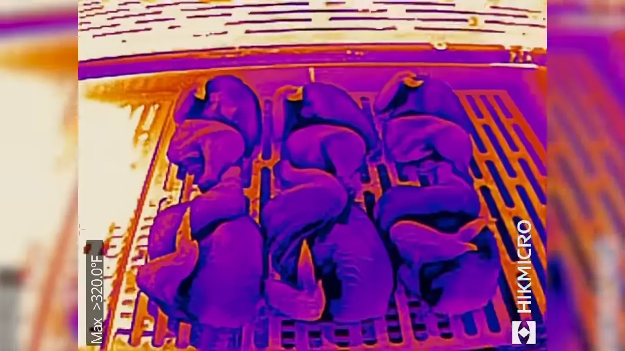 Thermal image showing bright heat on the left side of the grill and darker chicken shapes on the right
