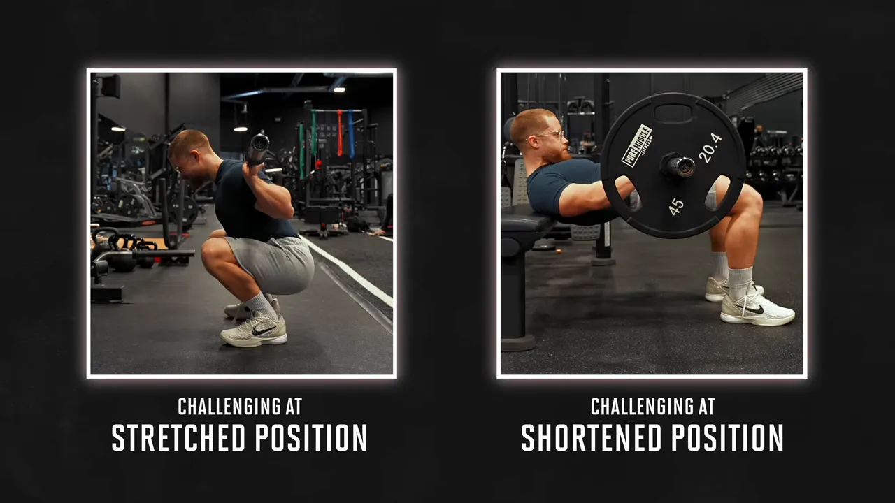Side-by-side squat and hip thrust demonstrations labeled stretched position and shortened position
