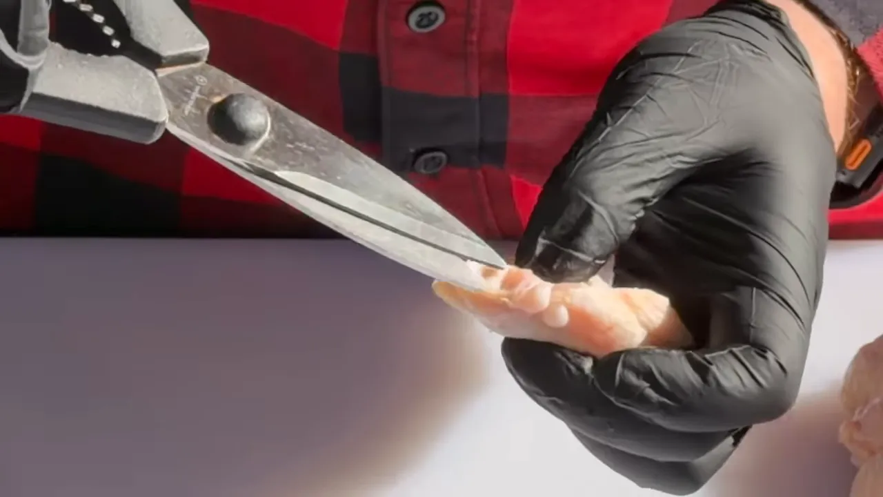 Kitchen shears cutting around the exposed end of a chicken wing flat held in gloved hands