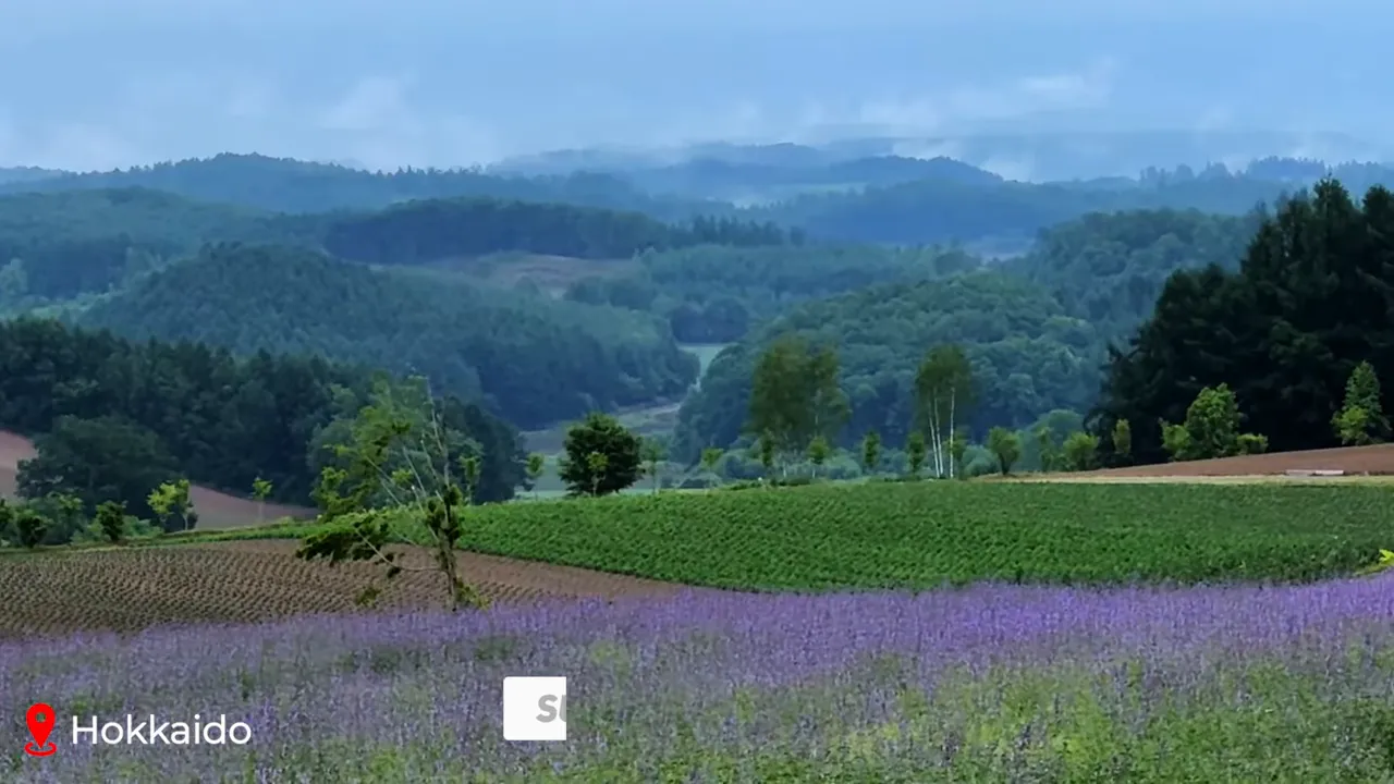 Lavender fields in Furano, Hokkaido, with purple blooms in the foreground and layered, forested hills fading into mist in the background