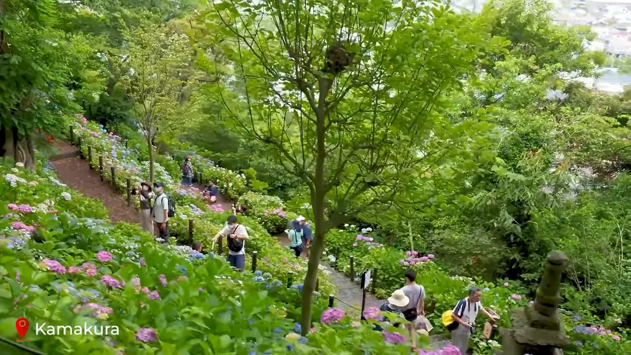 Hasedera temple hydrangea garden on a steep hillside in Kamakura with visitors walking along paths among pink and blue blooms