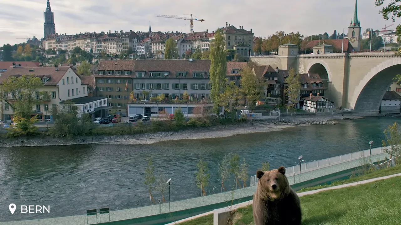 Bear standing on the grassy bank of Bern’s Bear Park with the Aare River, bridge and old town skyline in the background