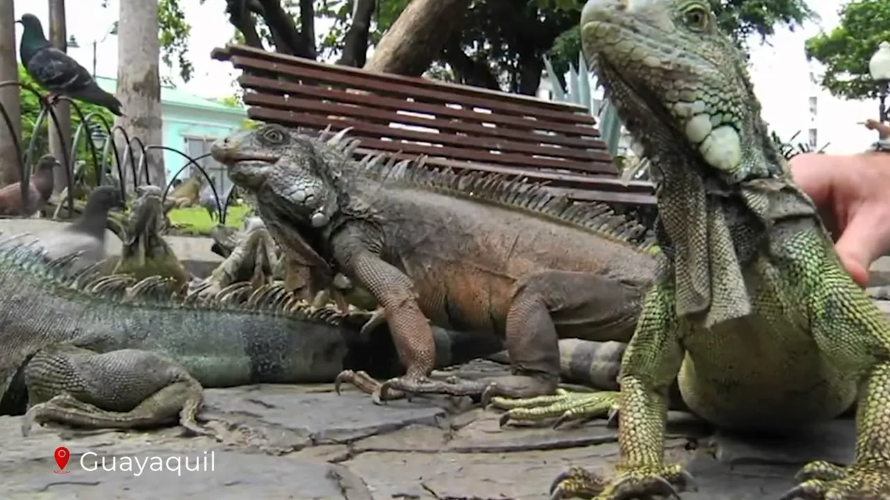 Multiple green iguanas resting and moving on stone paving with a park bench and trees in the background, Seminario Park, Guayaquil