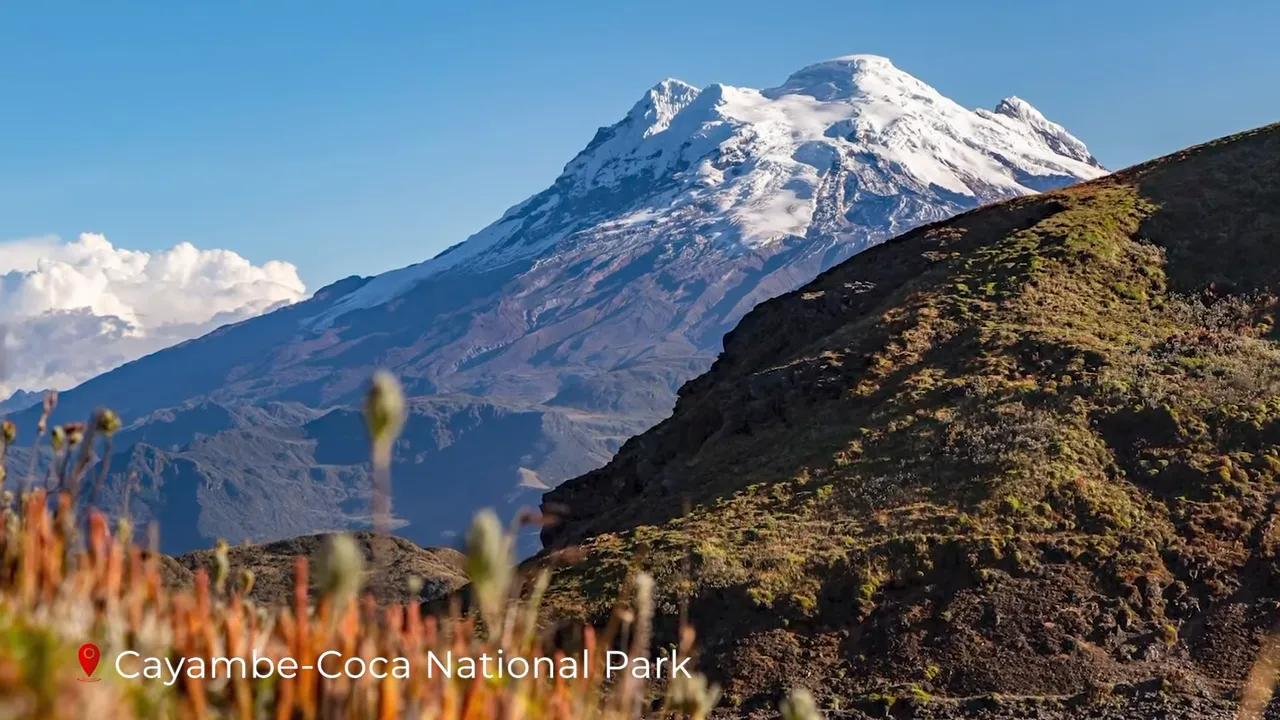 Glaciated Cayambe volcano peak above paramo slopes with foreground alpine plants in Cayambe‑Coca National Park