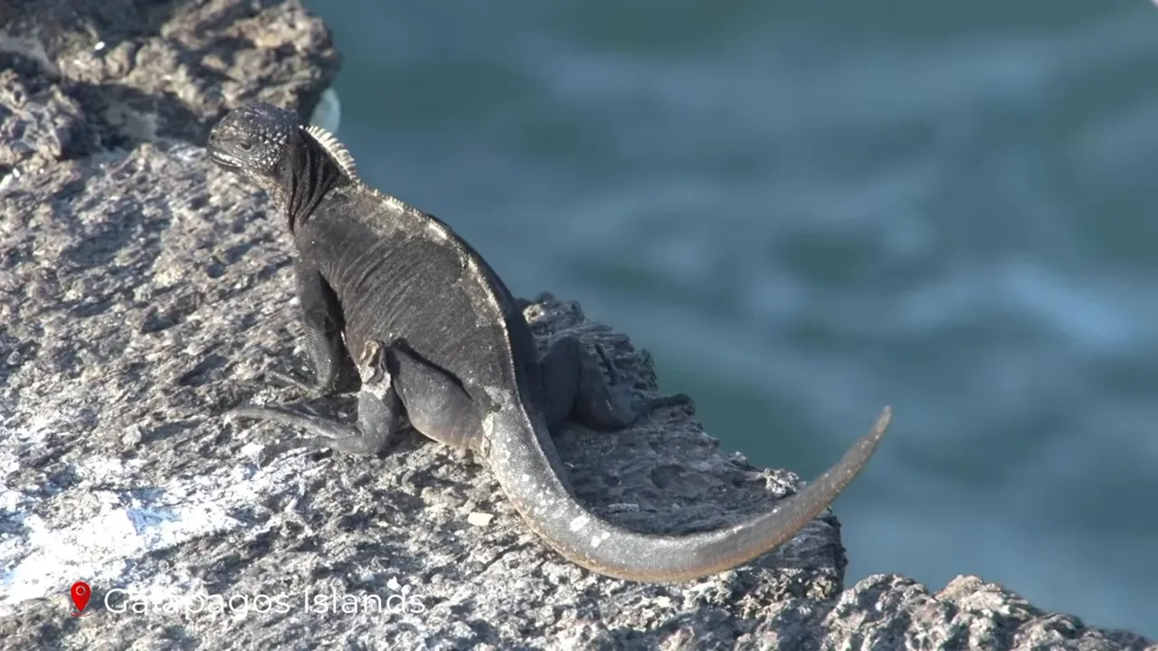 Marine iguana resting on volcanic rock with ocean in the background, Galápagos