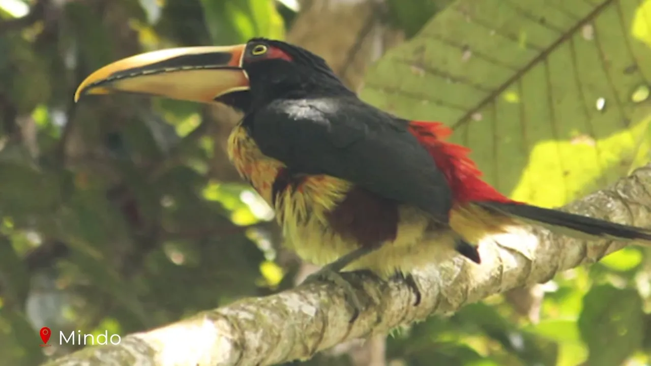 Close-up of a colorful toucan-relative (aracari) perched on a branch in the Mindo cloud forest canopy
