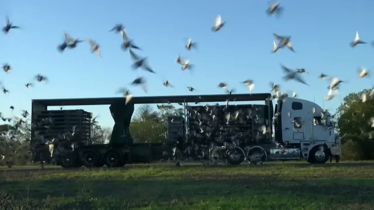 Pigeons released from the cages in lots