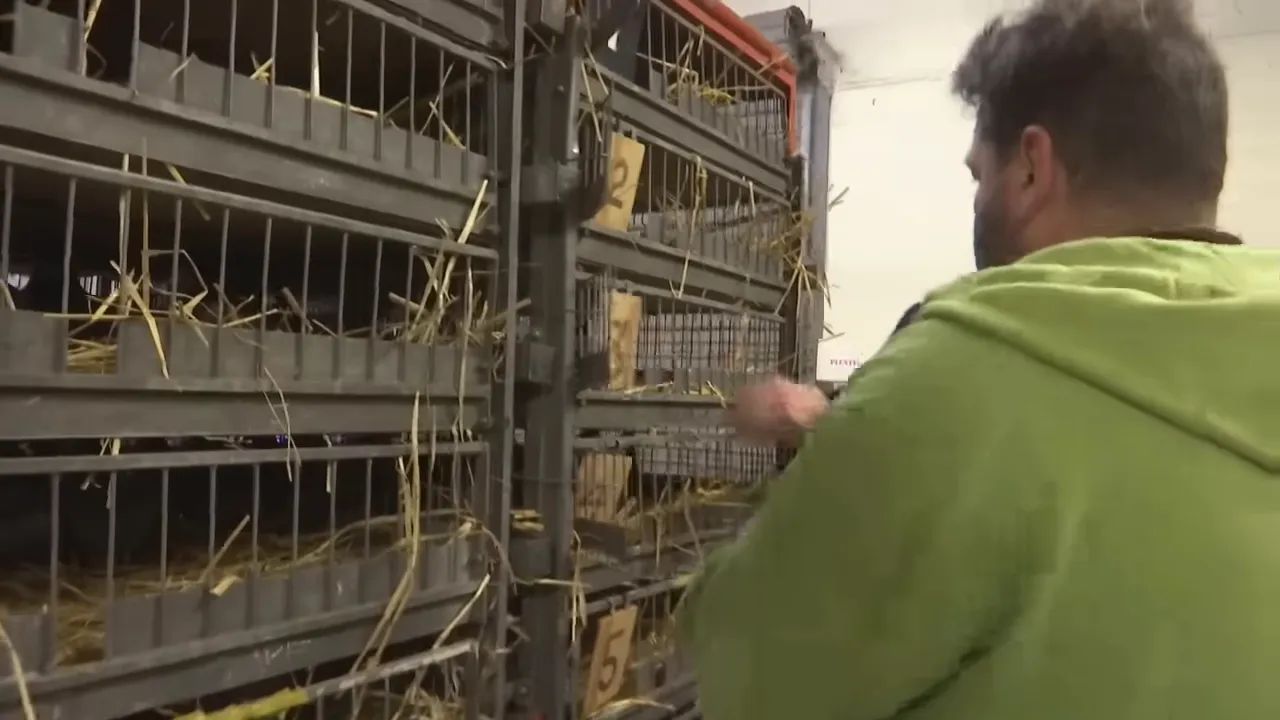 Crates of pigeons being readied for loading