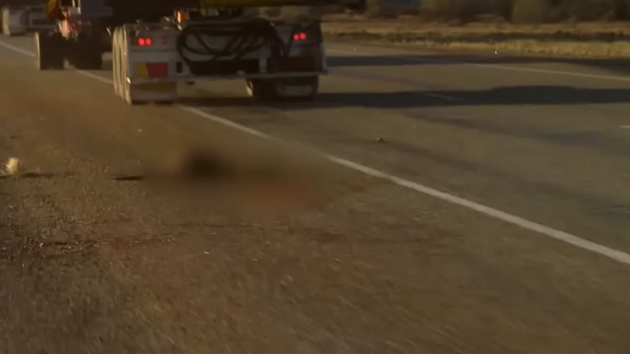 Damaged kangaroo beside the road