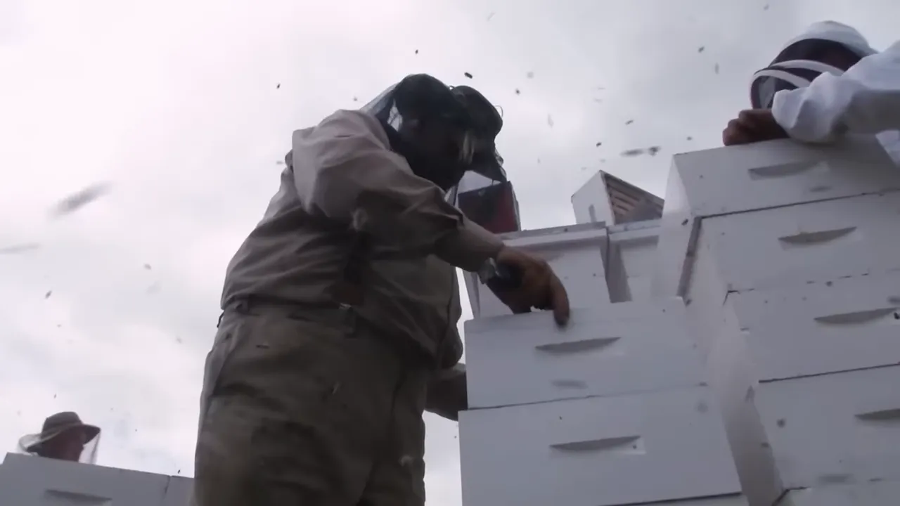 Crates of beehives ready to load