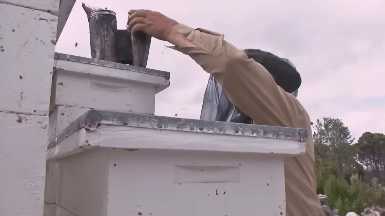 Bees beginning to swarm as trucks arrive at destination