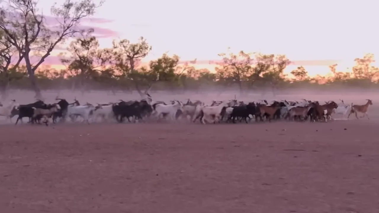 Parched outback paddock where goats are being mustered