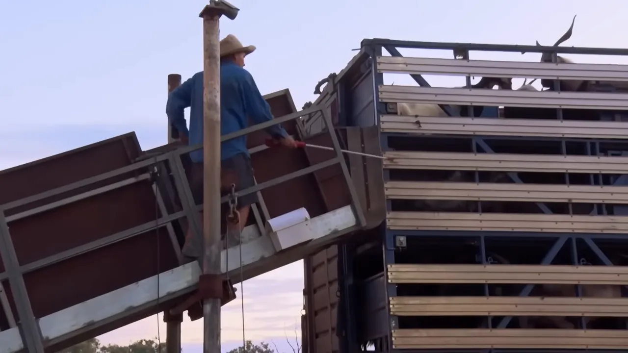 Goats being loaded onto the top deck of the truck