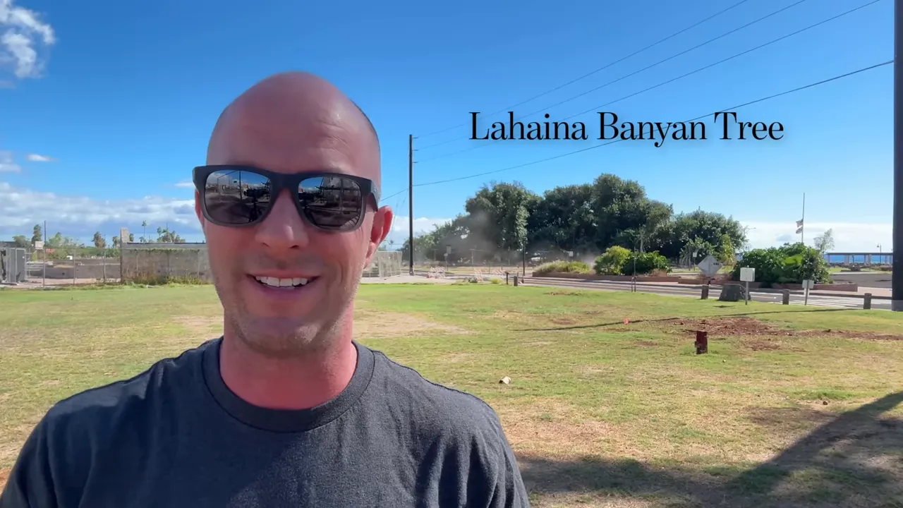Banyan tree looking healthy in Lahaina Harbor