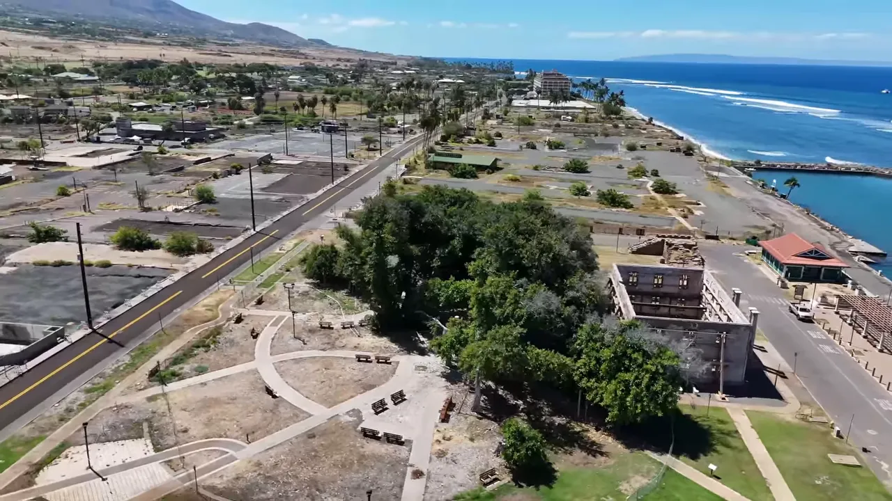Banyan tree healthy and green two years later