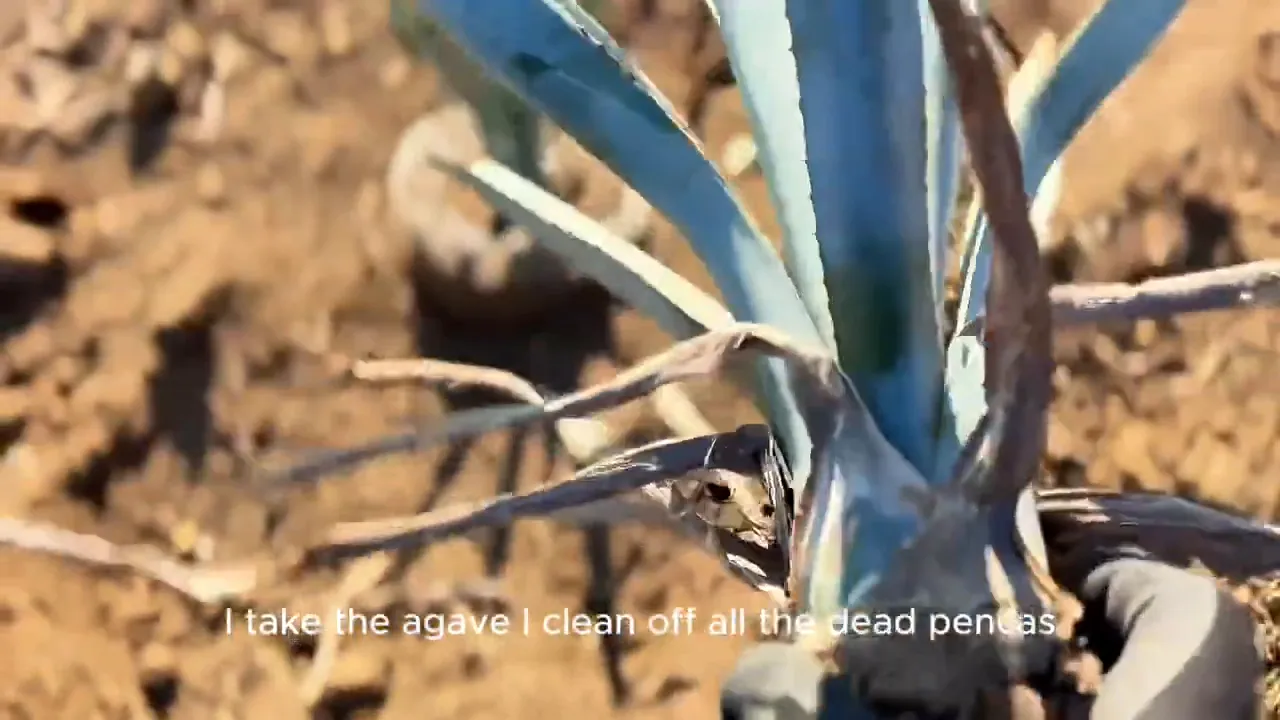 Cleaning Agave plants for replanting