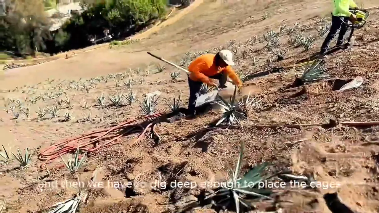 Victor digging deep to place Agave cages