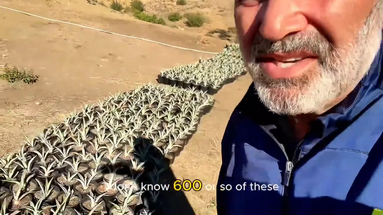 Preparing to plant the Agave