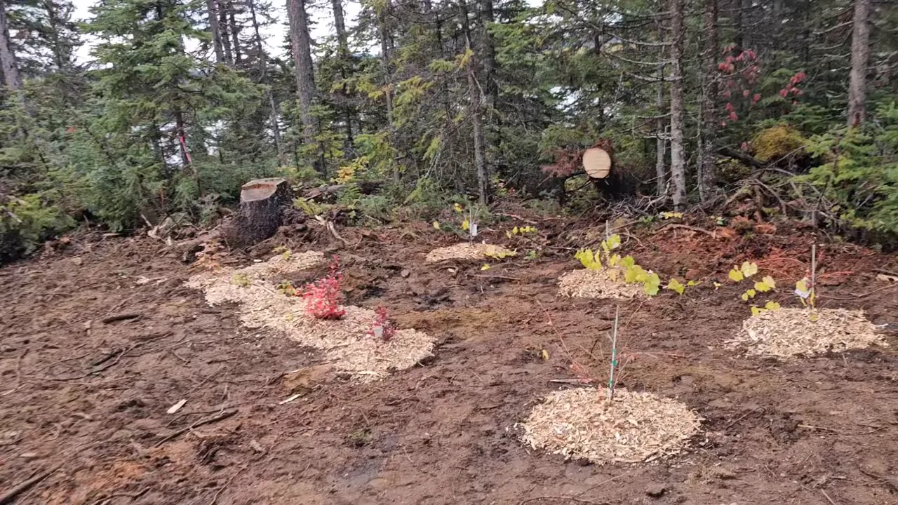 Remote island homestead: season finale — part 2 - grapes, raspberries and blueberries in storage
