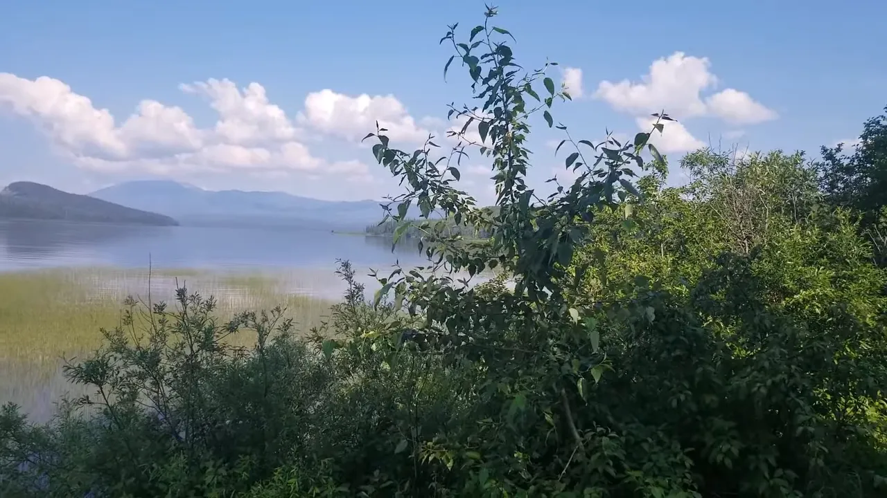 Off grid life - view across the lake with trees and brush in the foreground
