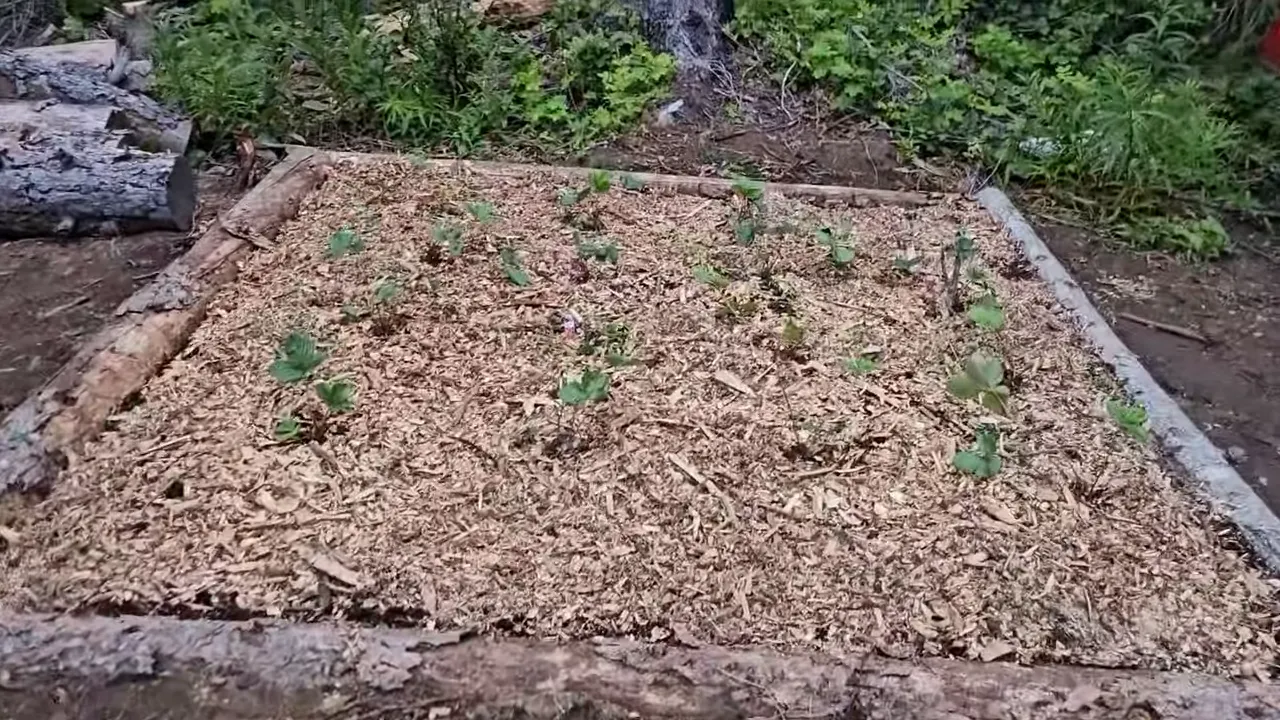 Off grid life - raised garden beds covered with mulch and small young plants