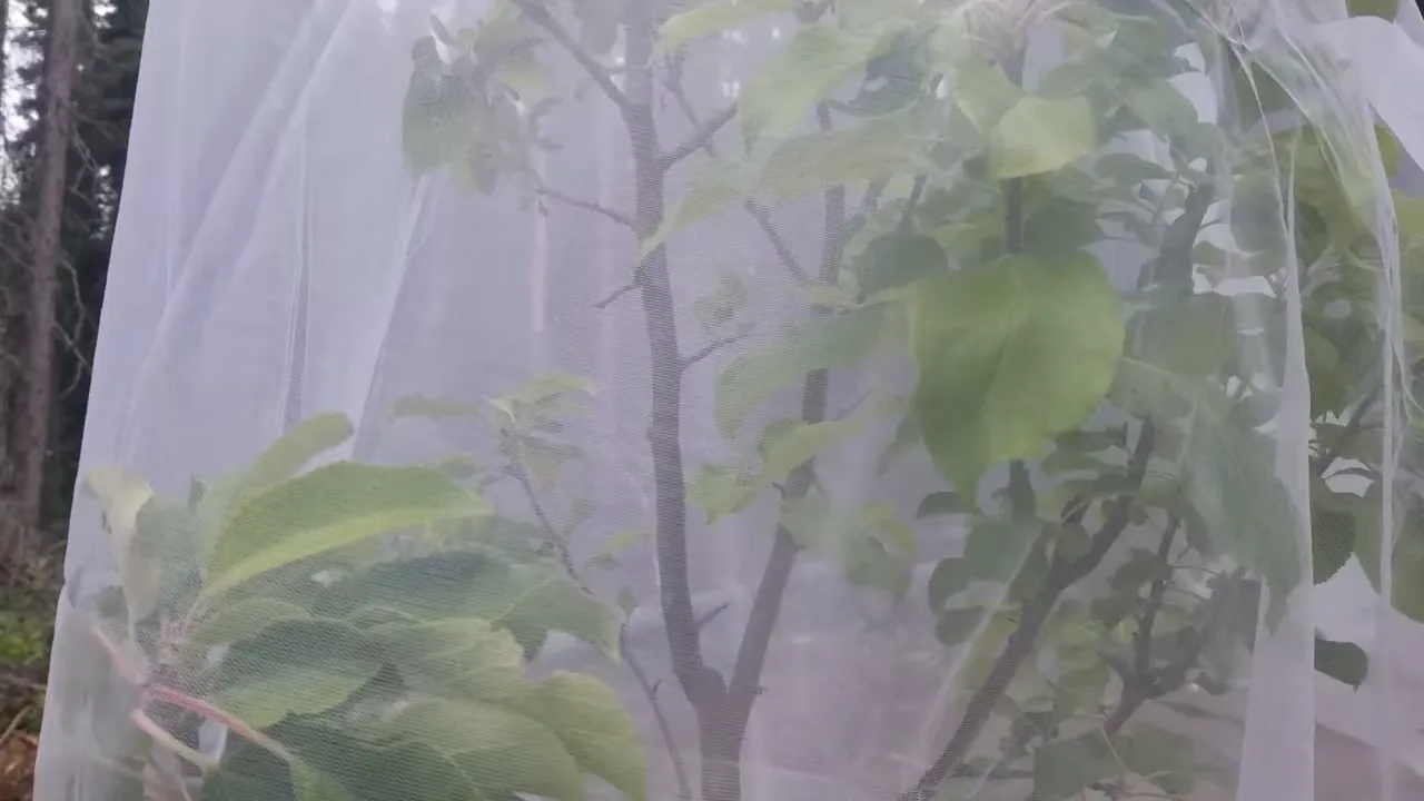 Off grid life - young fruit tree covered in white protective netting