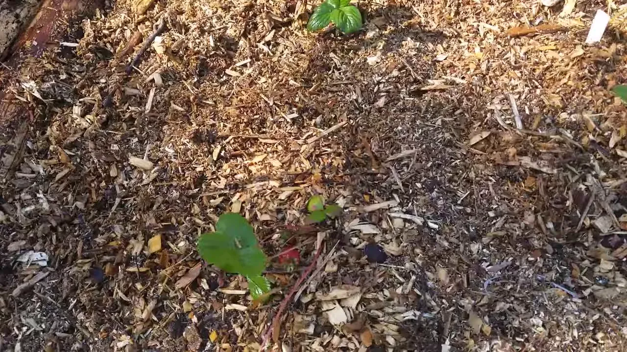 Off grid life - small strawberry plants growing in a wood chip mulched bed